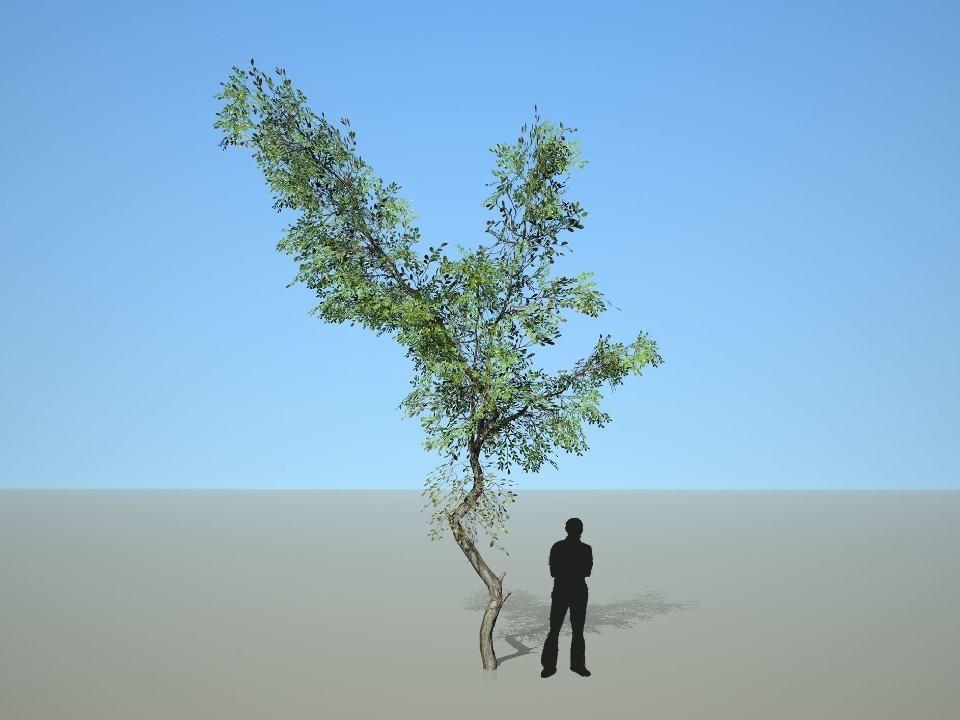 Trees - Pack 1 3D model_11