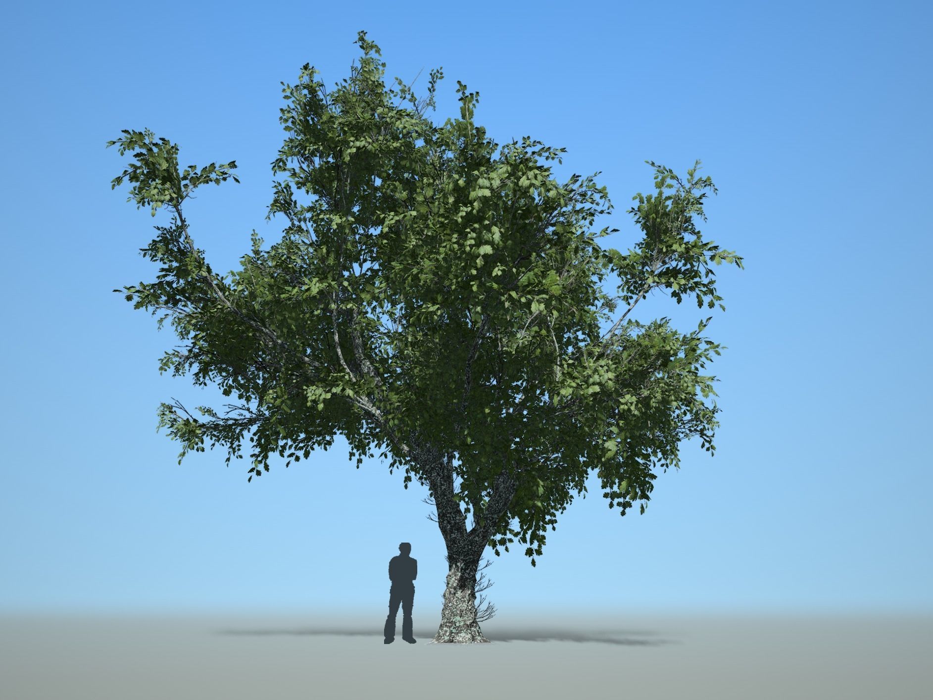 Trees - Pack 1 3D model_14