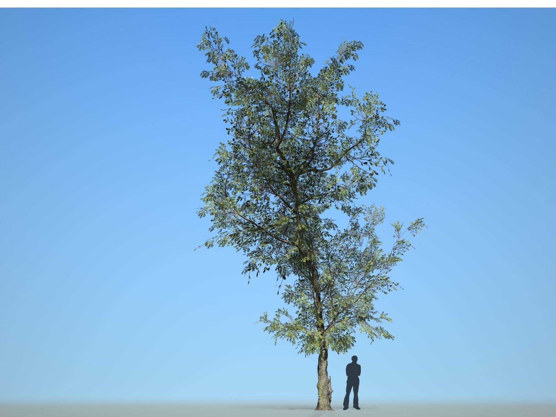 Trees - Pack 1 3D model_6