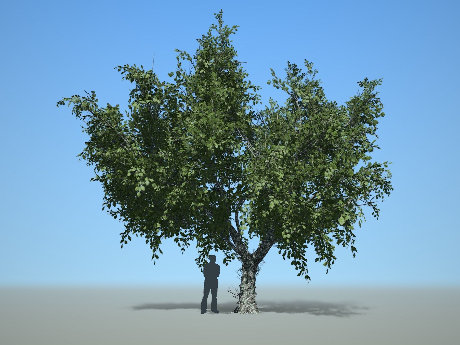 Trees - Pack 1 3D model_13
