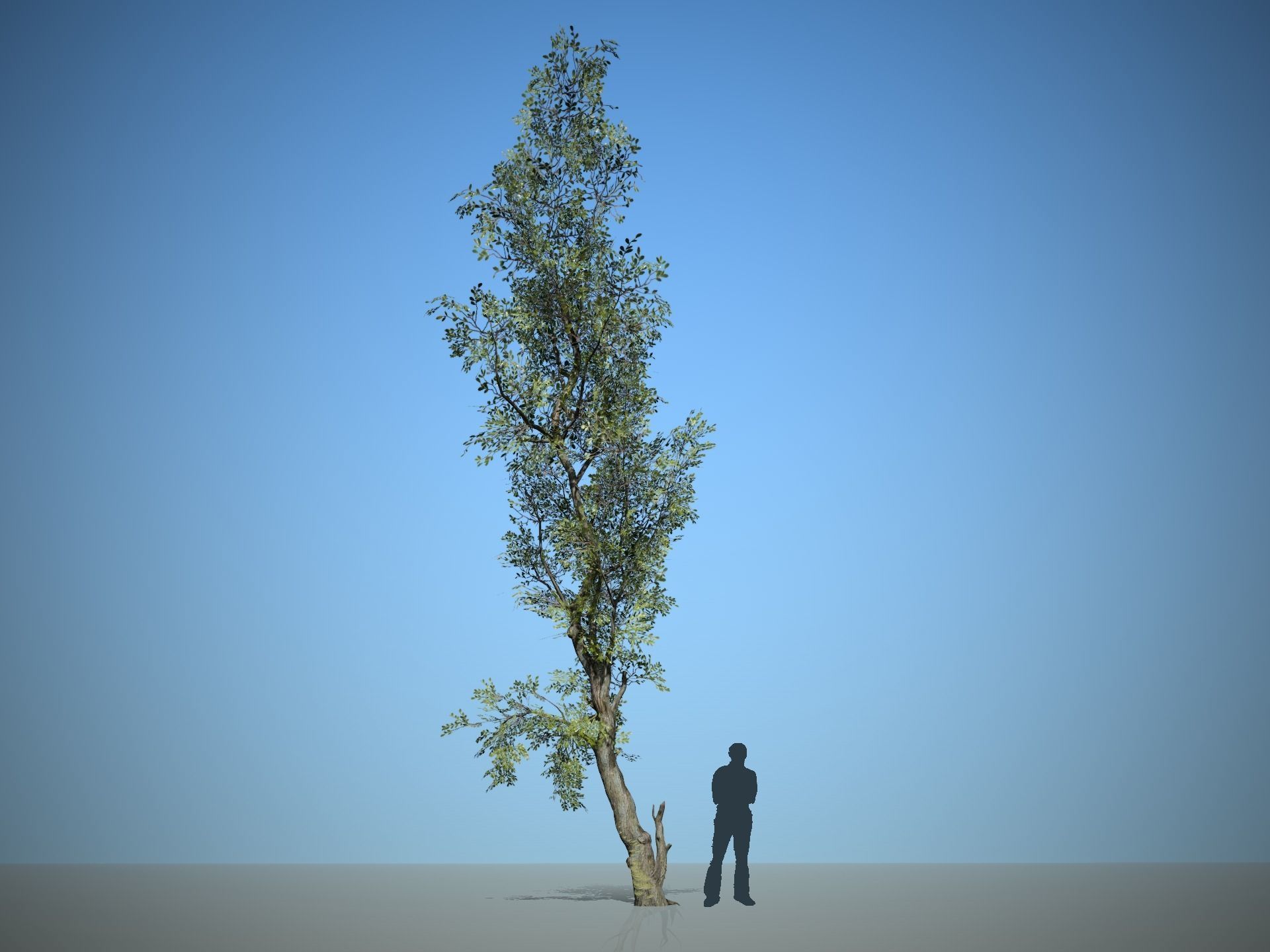 Trees - Pack 1 3D model_2
