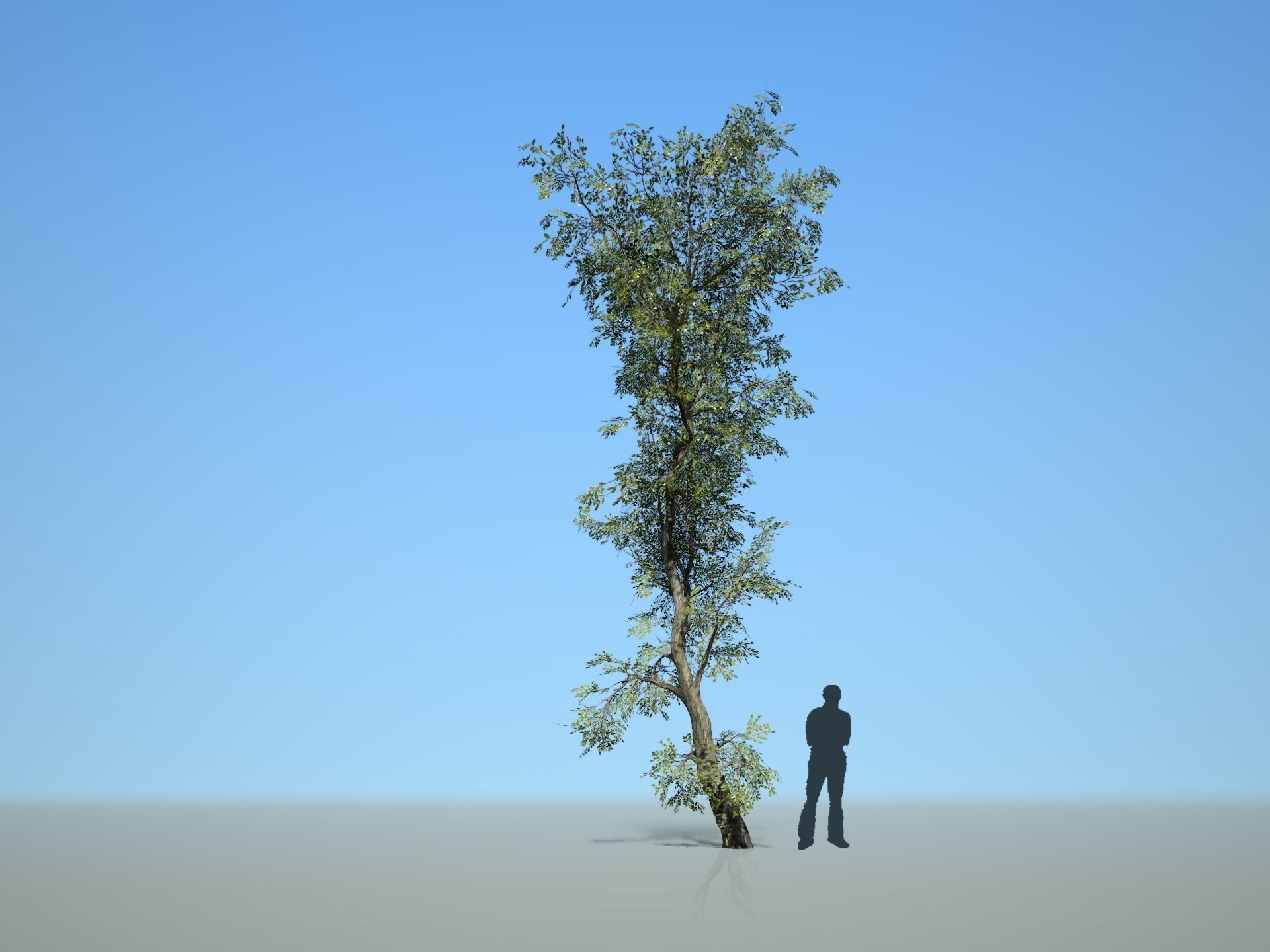 Trees - Pack 1 3D model_3