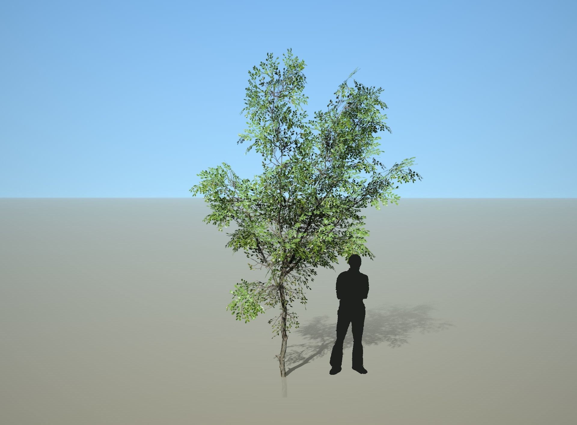 Trees - Pack 1 3D model_7