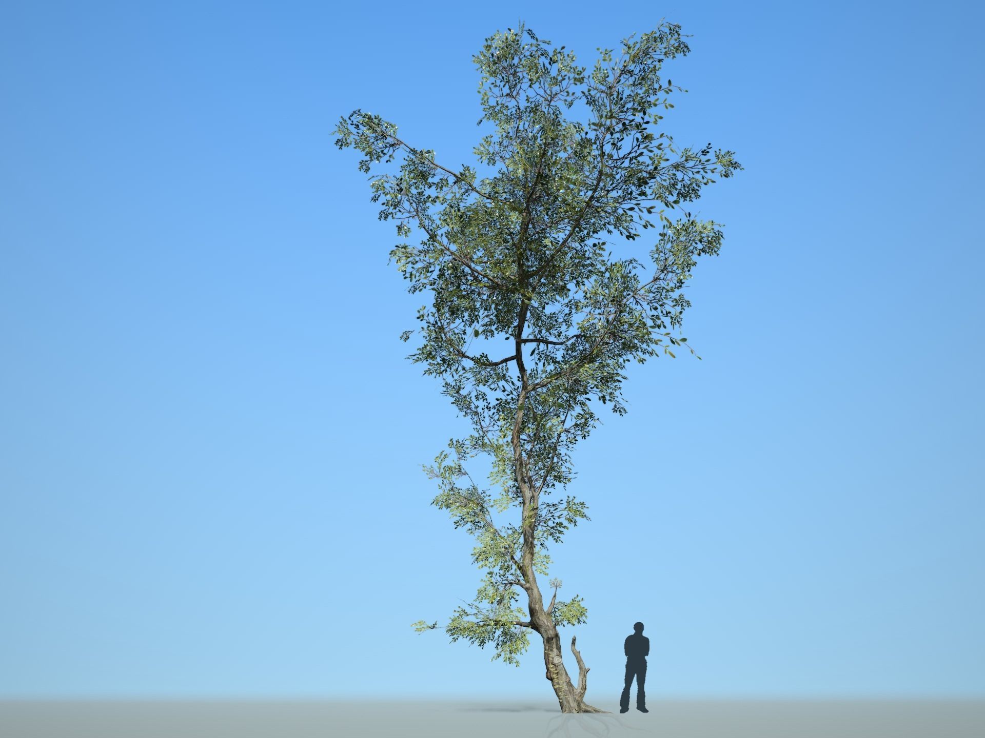 Trees - Pack 1 3D model_5