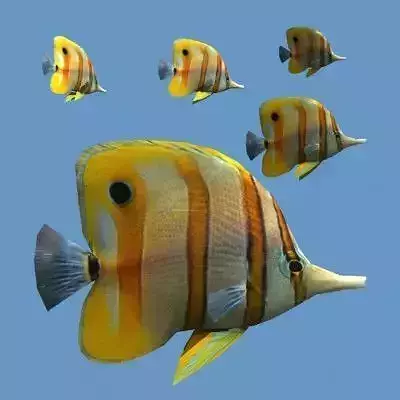 Goldfish 01 Low-poly 3D model