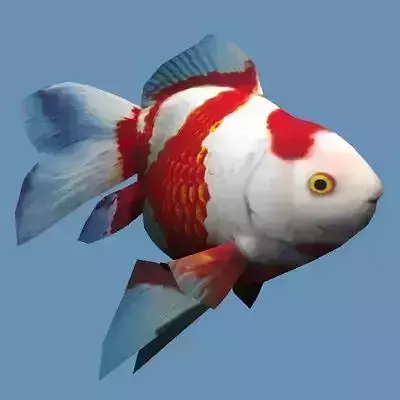 Goldfish 02 Low-poly 3D model