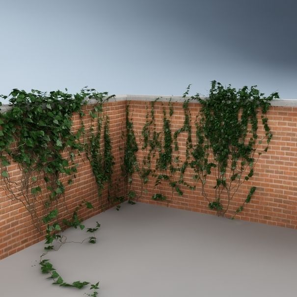 Ivy on the wall 04 3D model_4