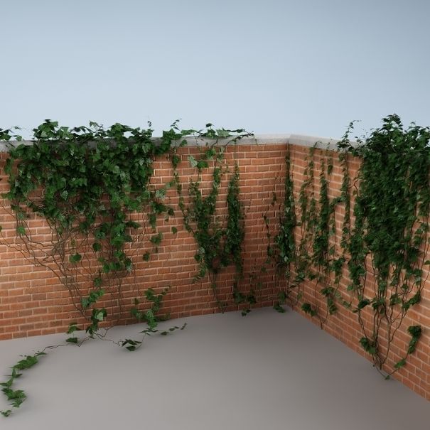 Ivy on the wall 04 3D model_2
