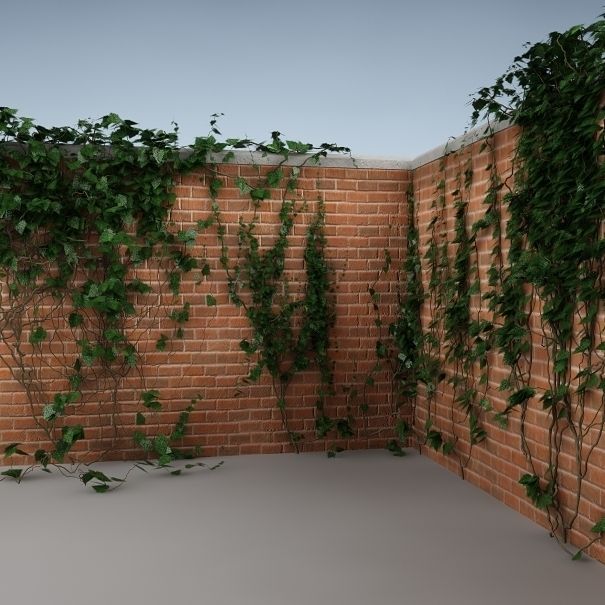 Ivy on the wall 04 3D model_3