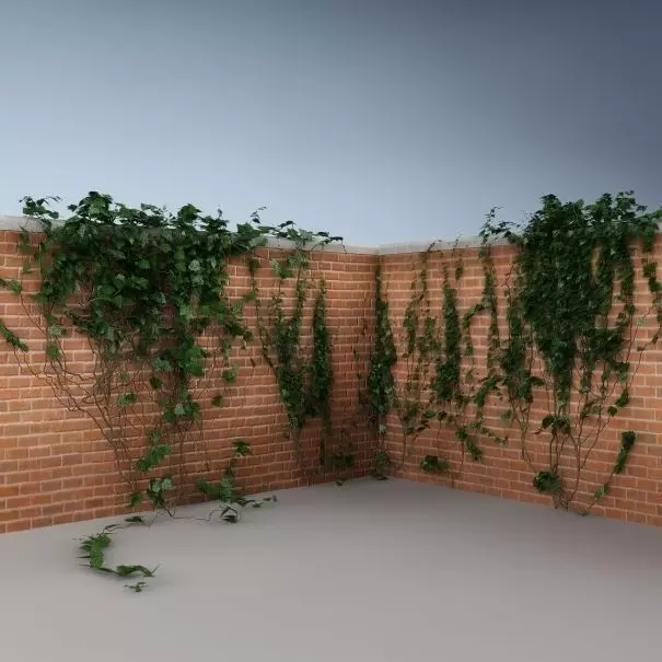 Ivy on the wall 04 3D model_0