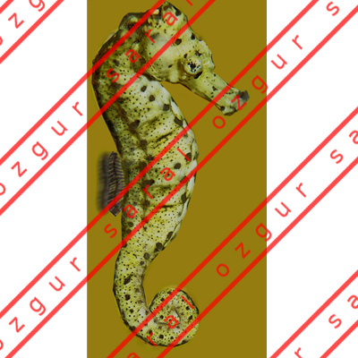 Hippocampus seahorse Low-poly 3D model_3