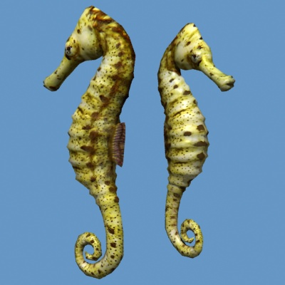 Hippocampus seahorse Low-poly 3D model_1