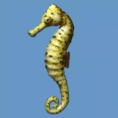 Hippocampus seahorse Low-poly 3D model_0
