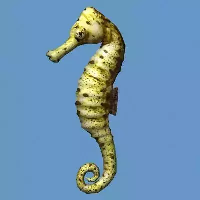 Hippocampus seahorse Low-poly 3D model