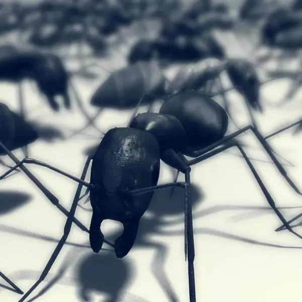 Lowpoly Ant three ants Low-poly 3D model_0
