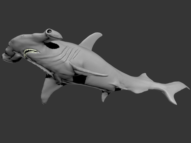 Hammer Shark Printable 3D print model_10