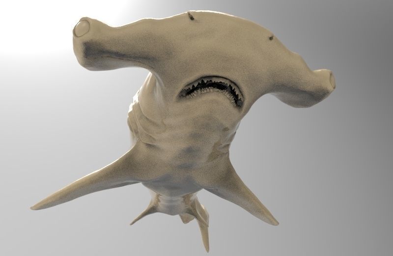 Hammer Shark Printable 3D print model_5