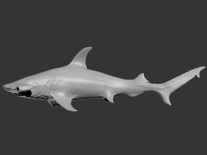 Hammer Shark Printable 3D print model_11