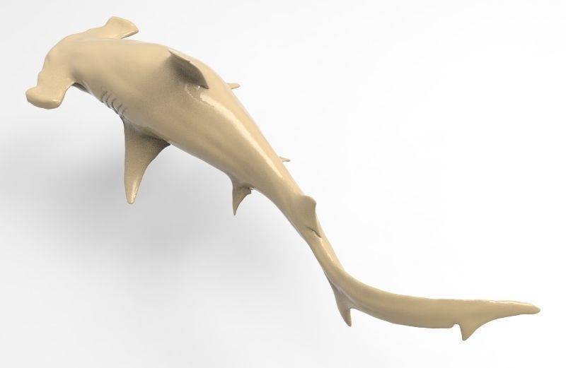 Hammer Shark Printable 3D print model_3