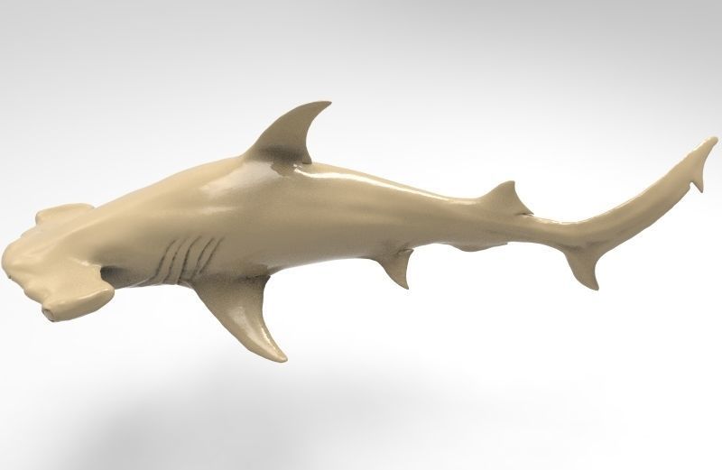 Hammer Shark Printable 3D print model_2