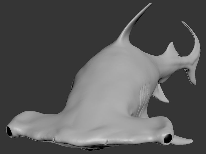 Hammer Shark Printable 3D print model_15