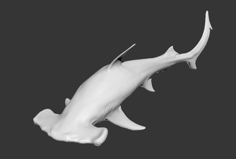 Hammer Shark Printable 3D print model_6