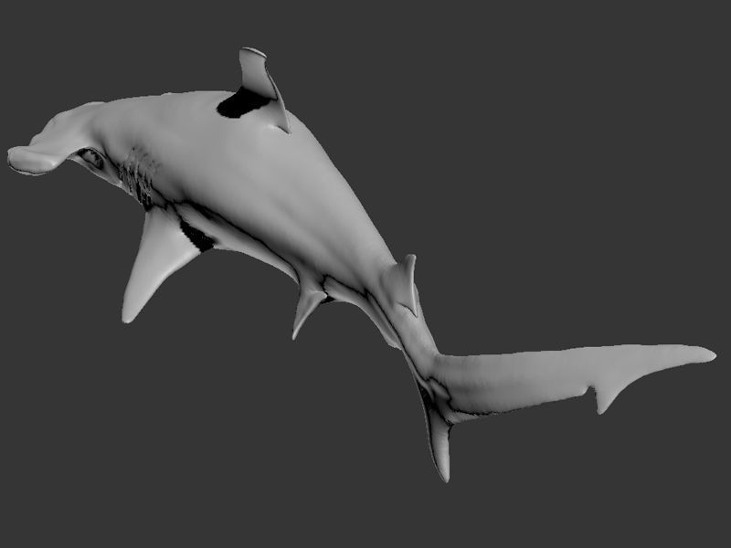 Hammer Shark Printable 3D print model_12