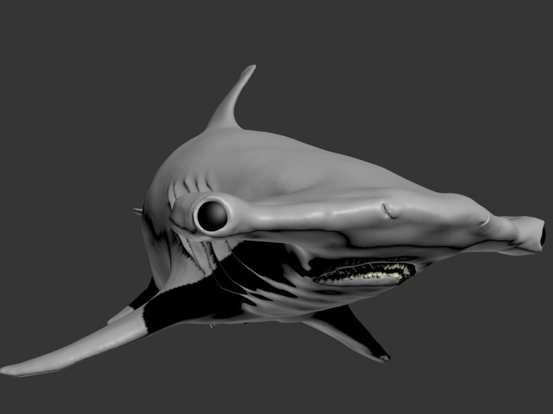 Hammer Shark Printable 3D print model_14