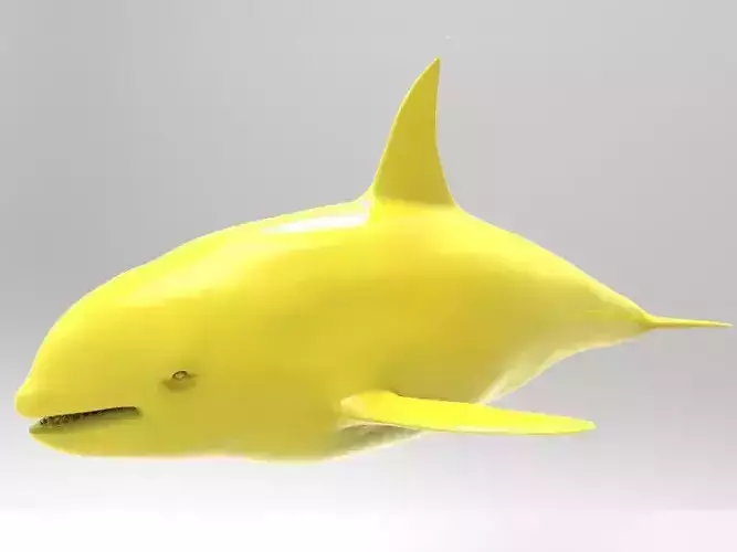 Killer Whale 3D print model