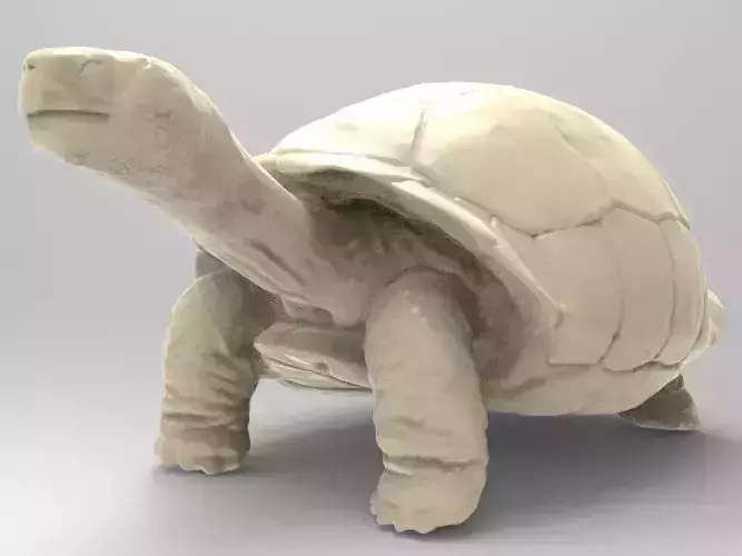 Galapagos Turtle 3D print model