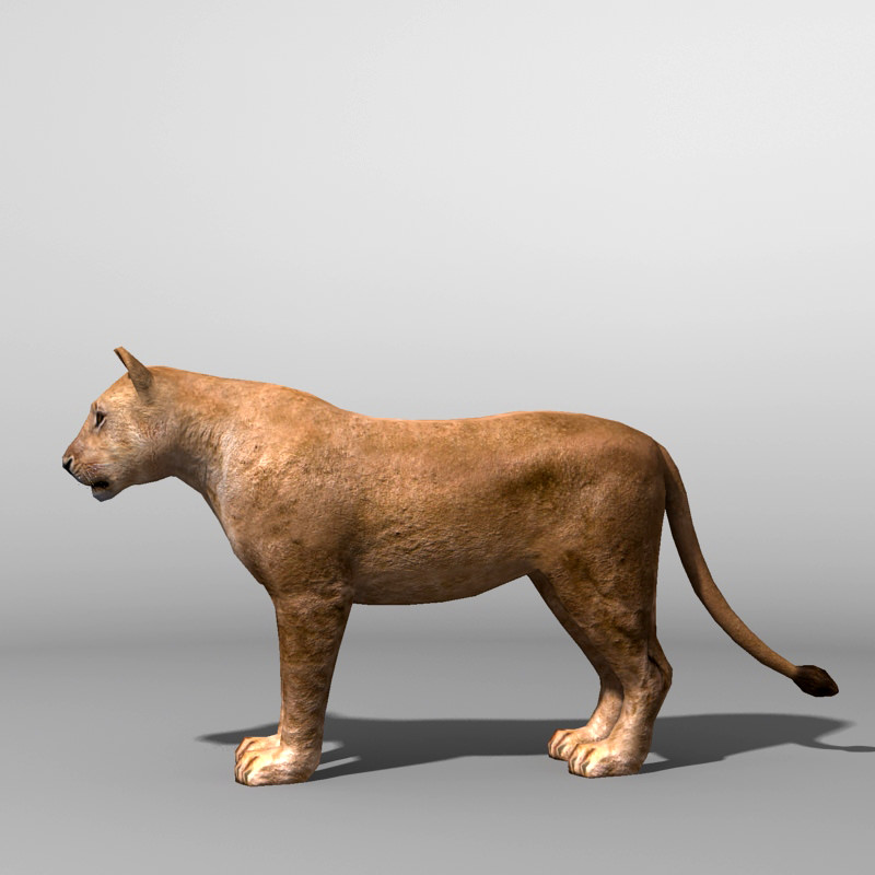 Lioness lion Low-poly 3D model_2