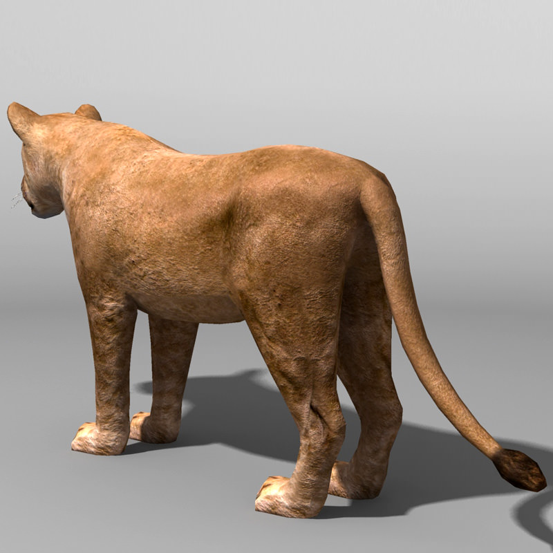 Lioness lion Low-poly 3D model_3