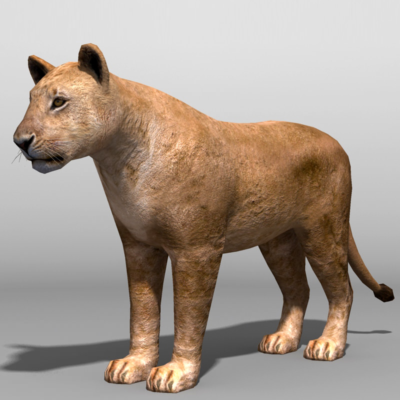 Lioness lion Low-poly 3D model_1