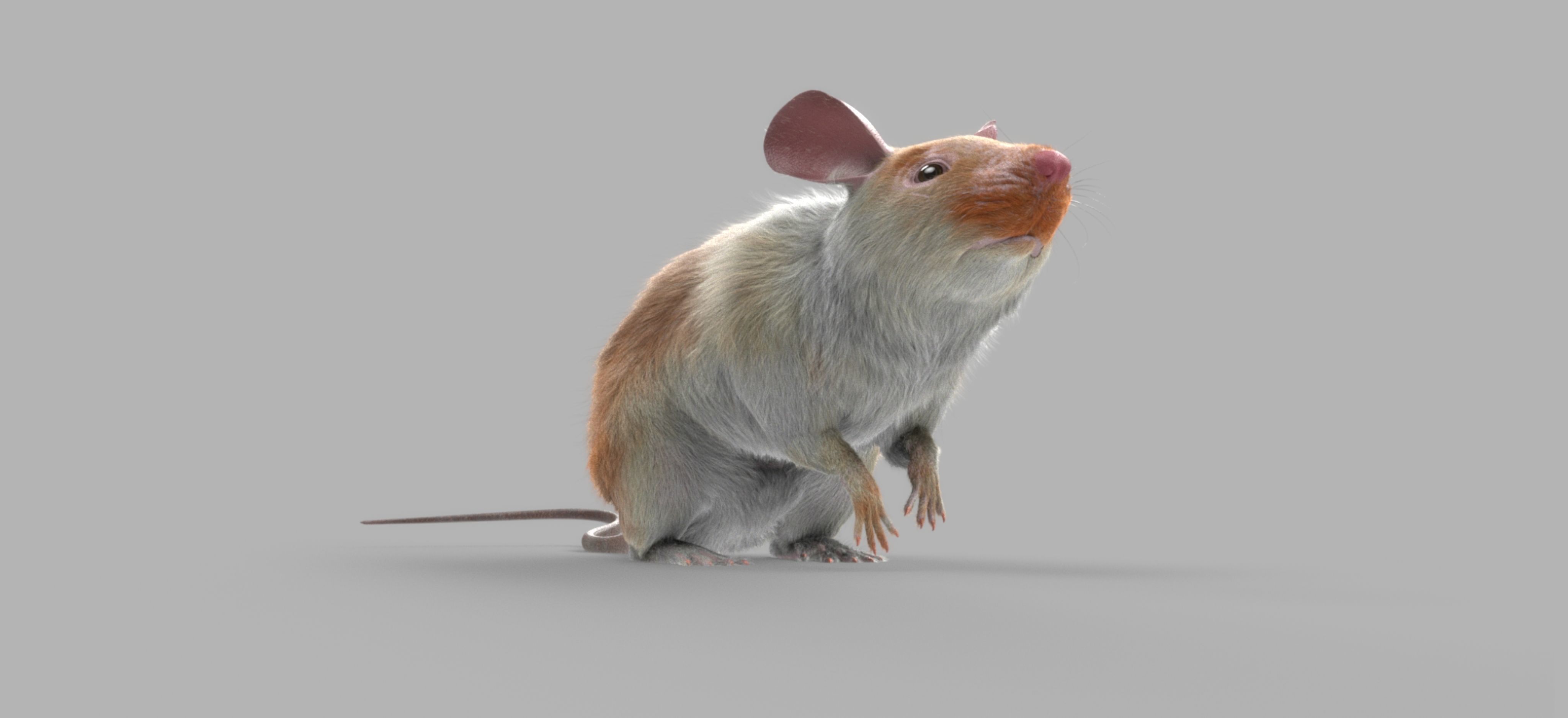 mouse rat  3D model_6