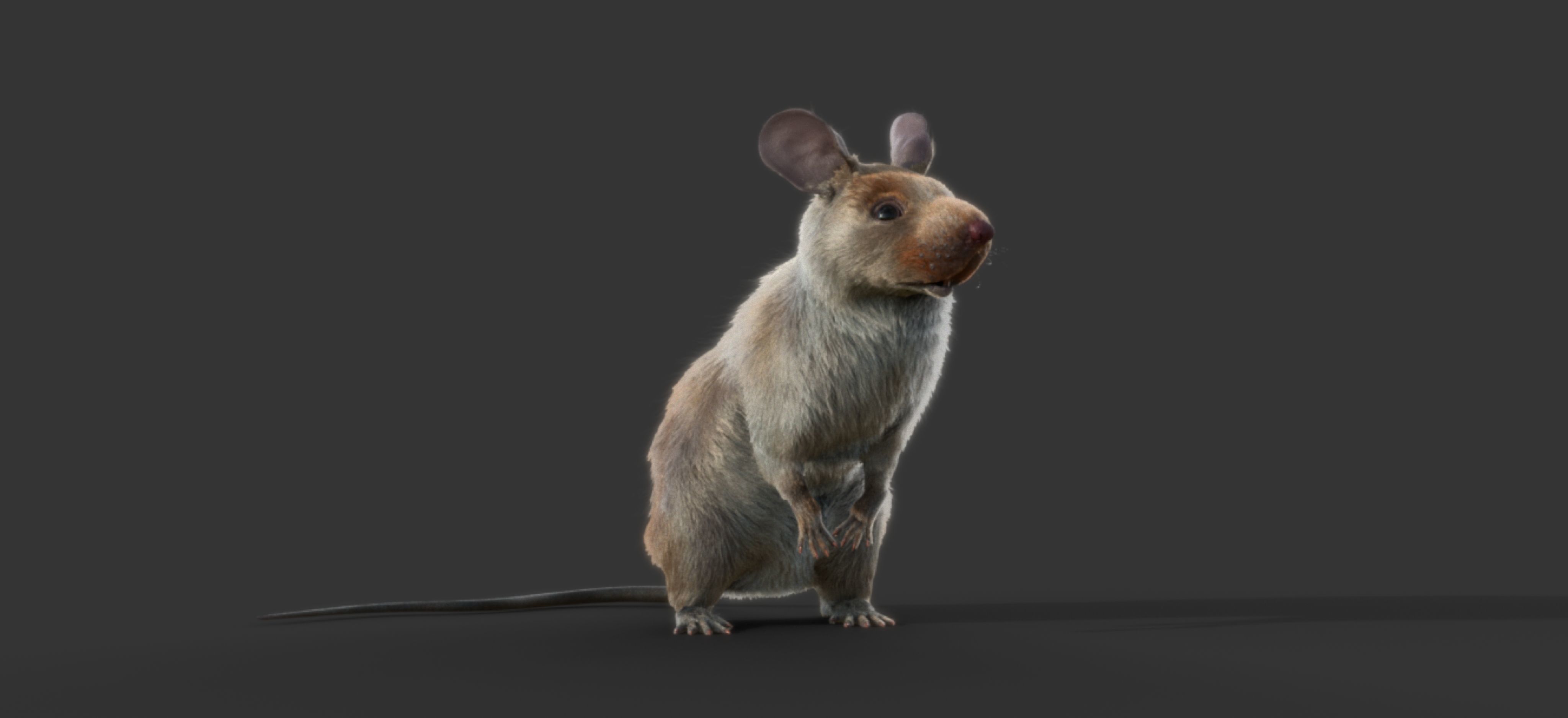 mouse rat  3D model_4