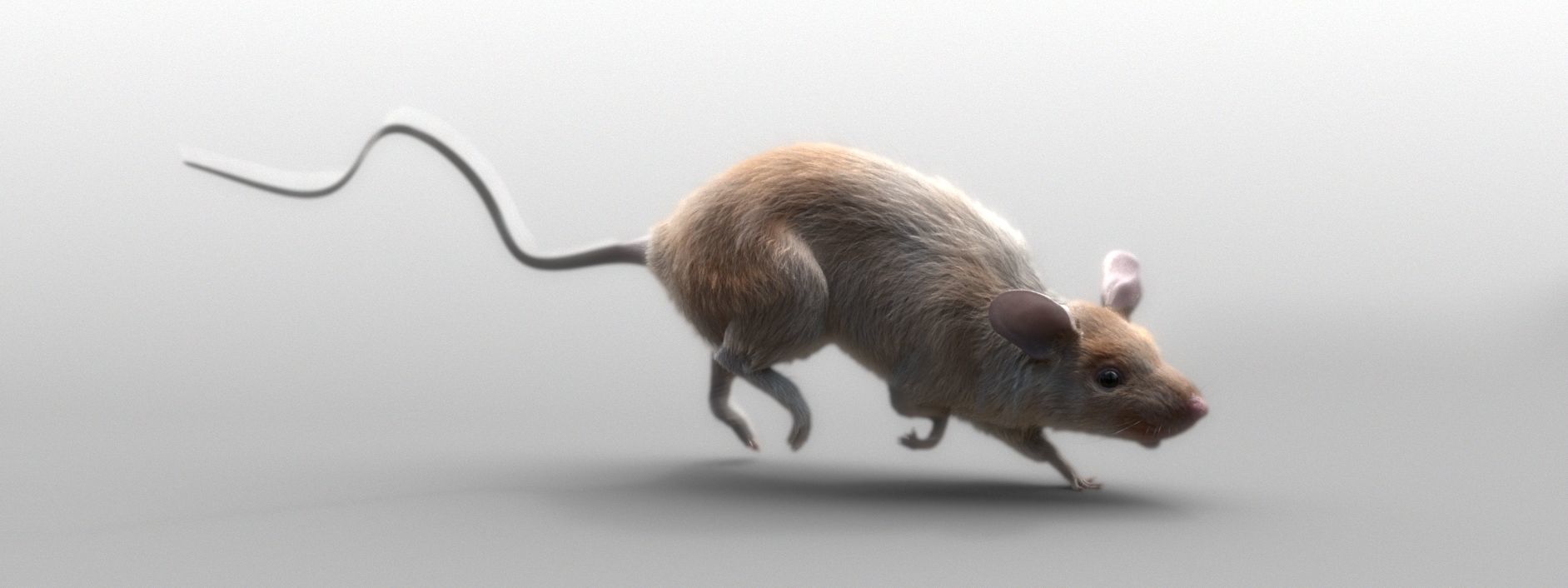 mouse rat  3D model_3