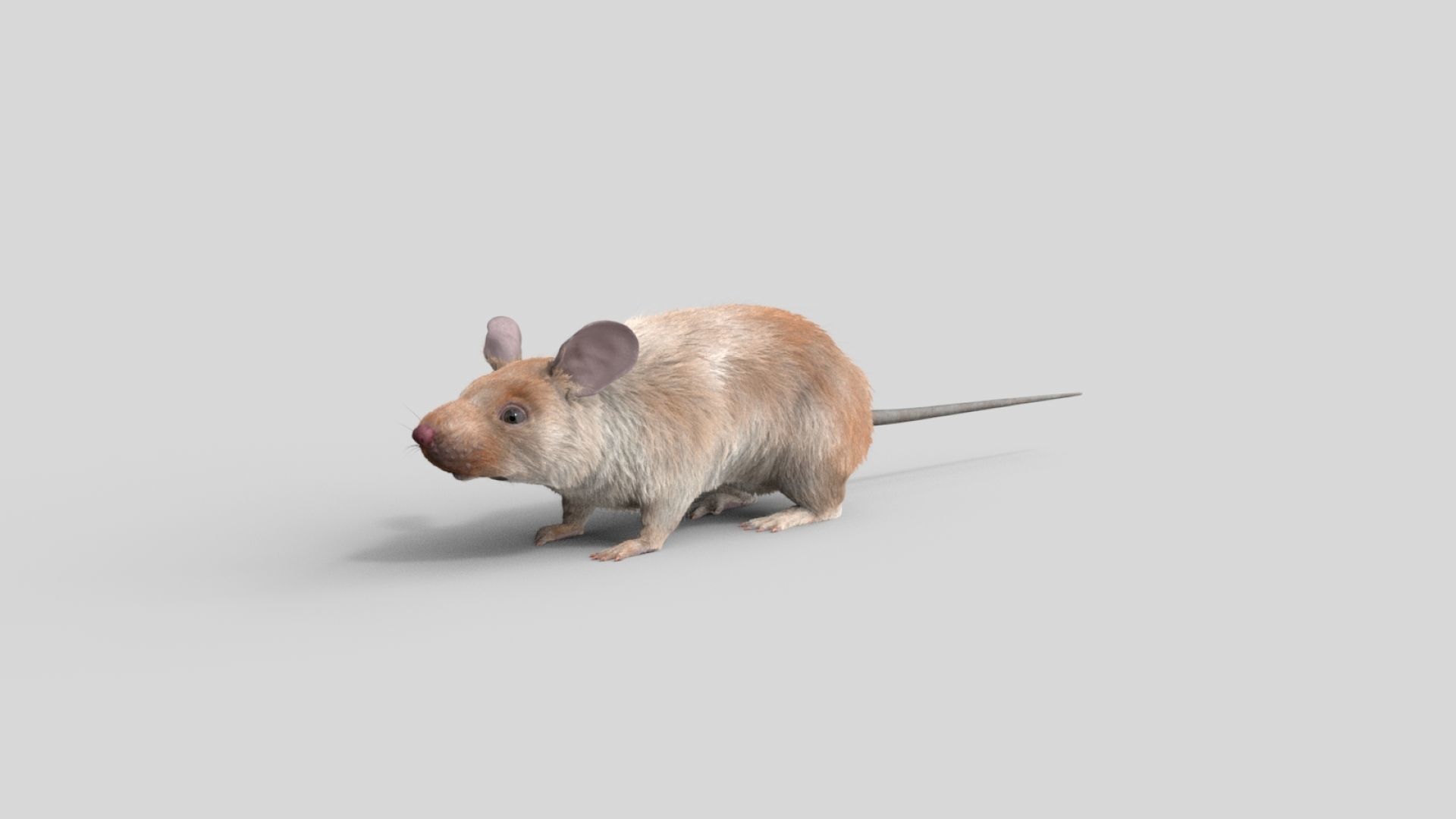 mouse rat  3D model_7