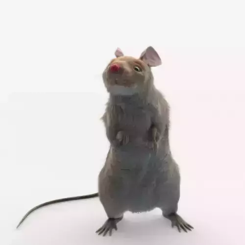 mouse rat  3D model