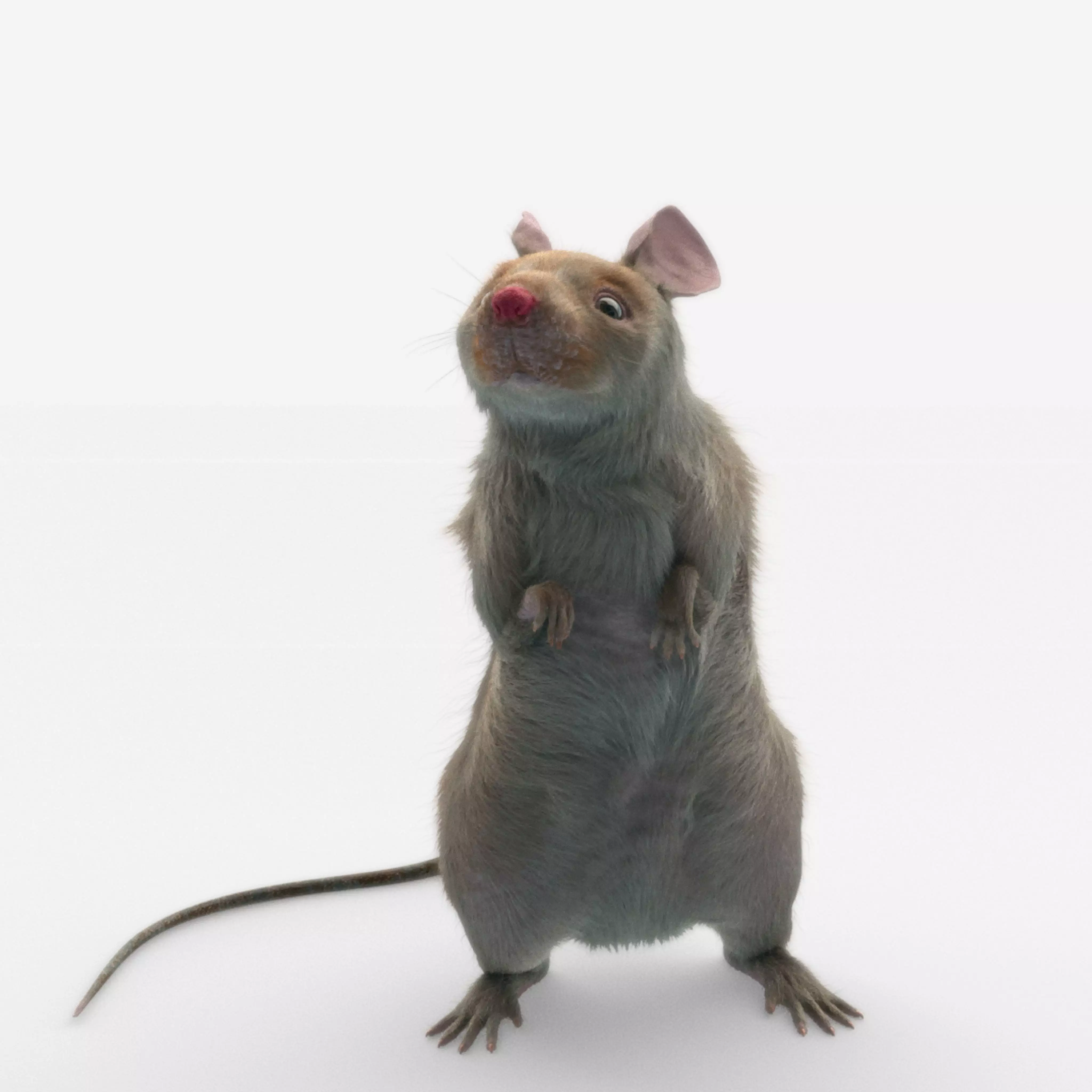 mouse rat  3D model_0