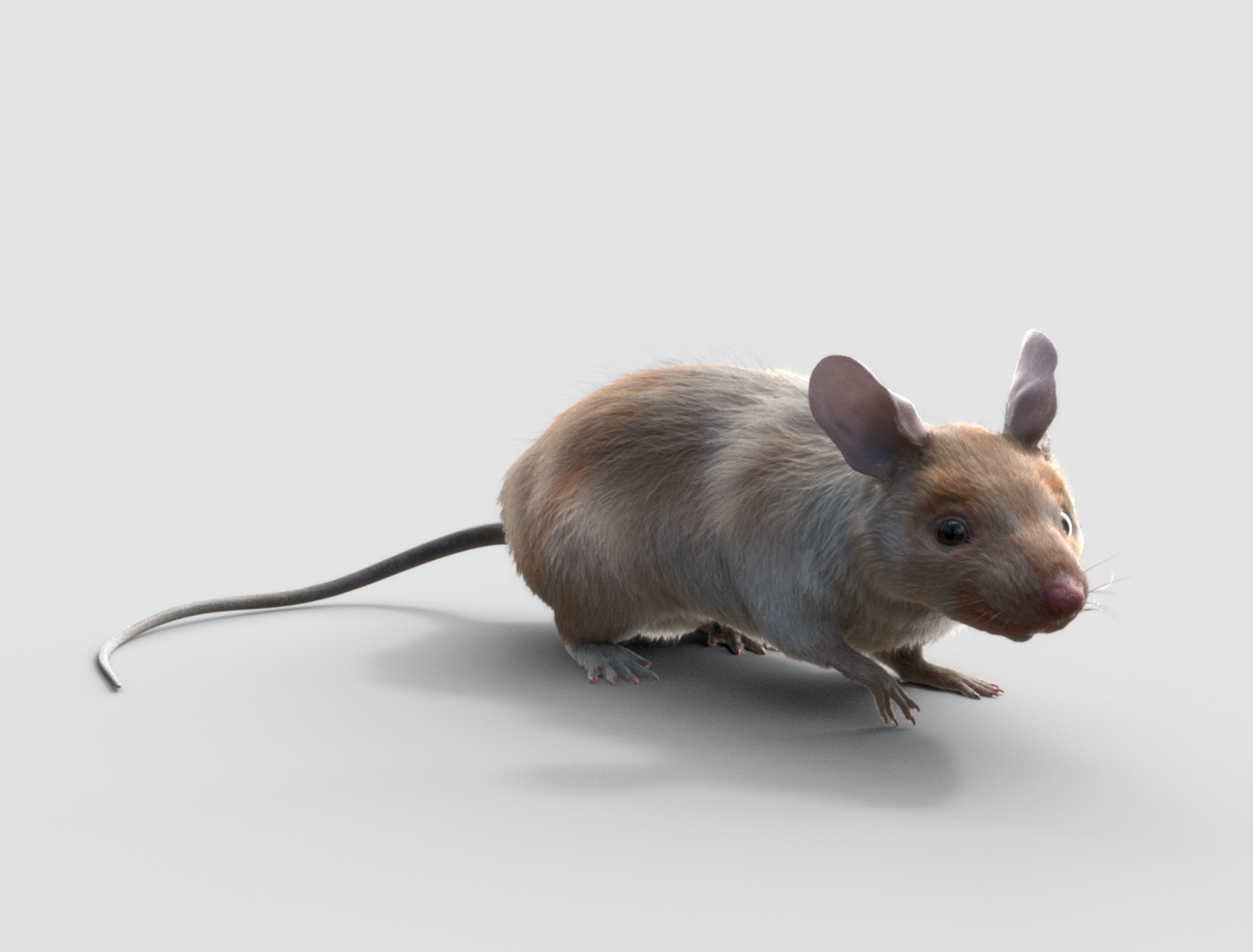 mouse rat  3D model_2