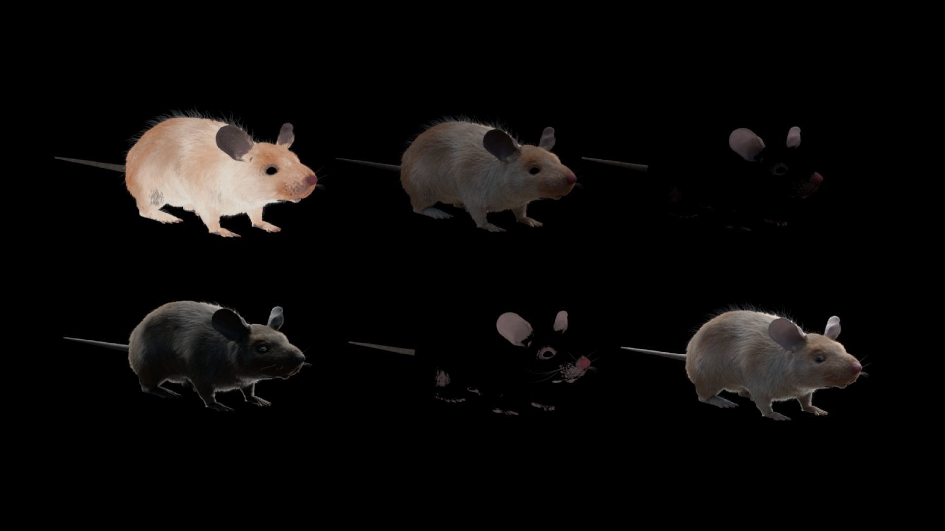 mouse rat  3D model_8