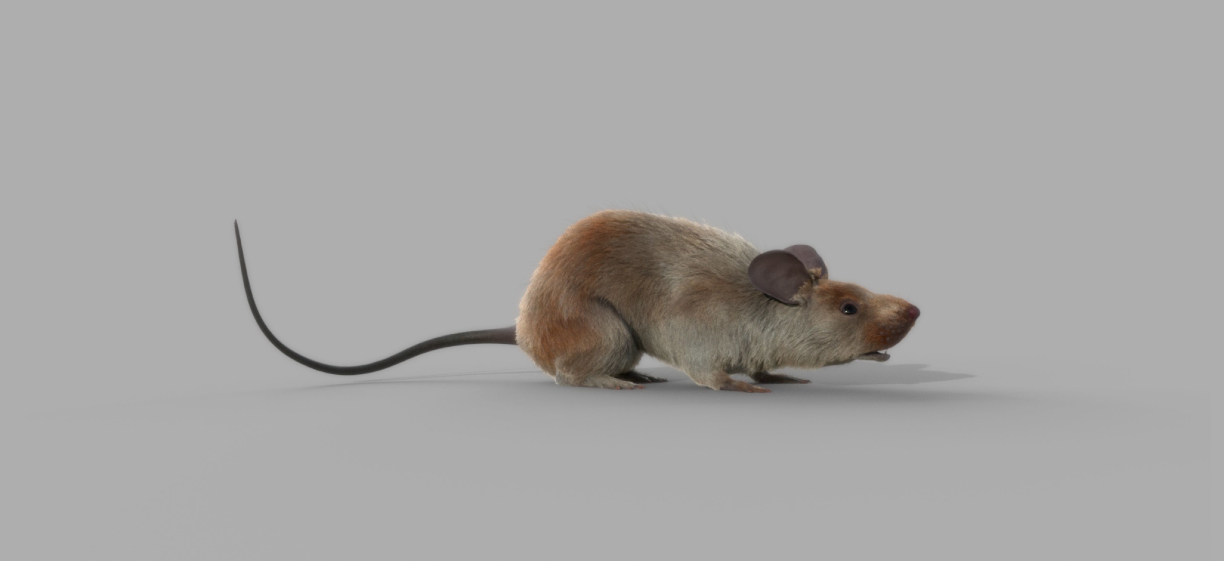 mouse rat  3D model_5