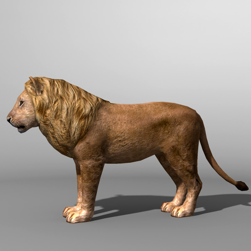 Lowpoly Lion Low-poly 3D model_1