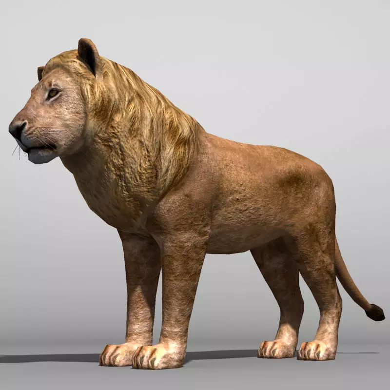 Lowpoly Lion Low-poly 3D model_0