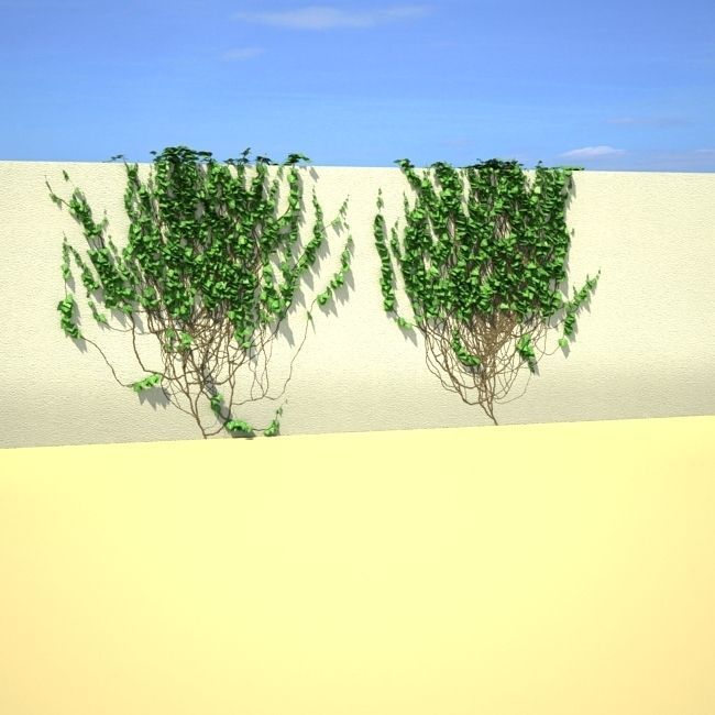 Ivy on the wall 05 3D model_3