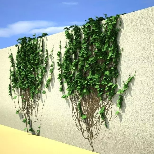 Ivy on the wall 05 3D model_0