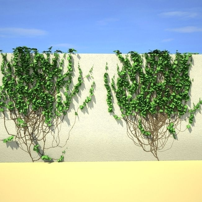 Ivy on the wall 05 3D model_1