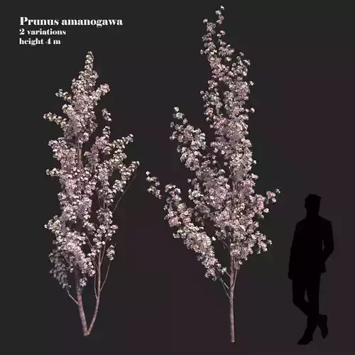 Prunus amonagawa tree