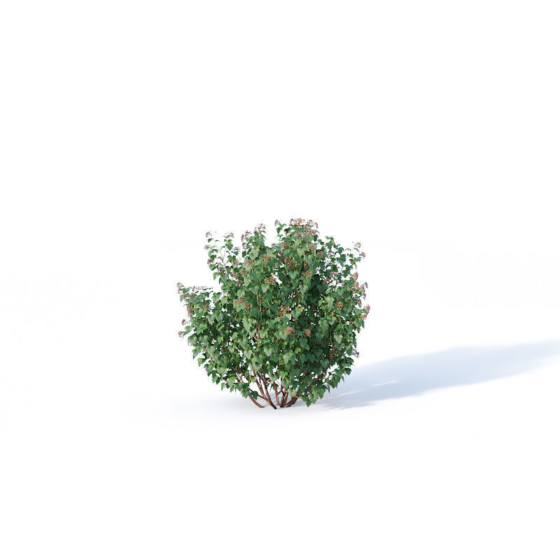 Physocarpus Opulifolius Nr1 Five sizes H80-260 cm 3D model_5