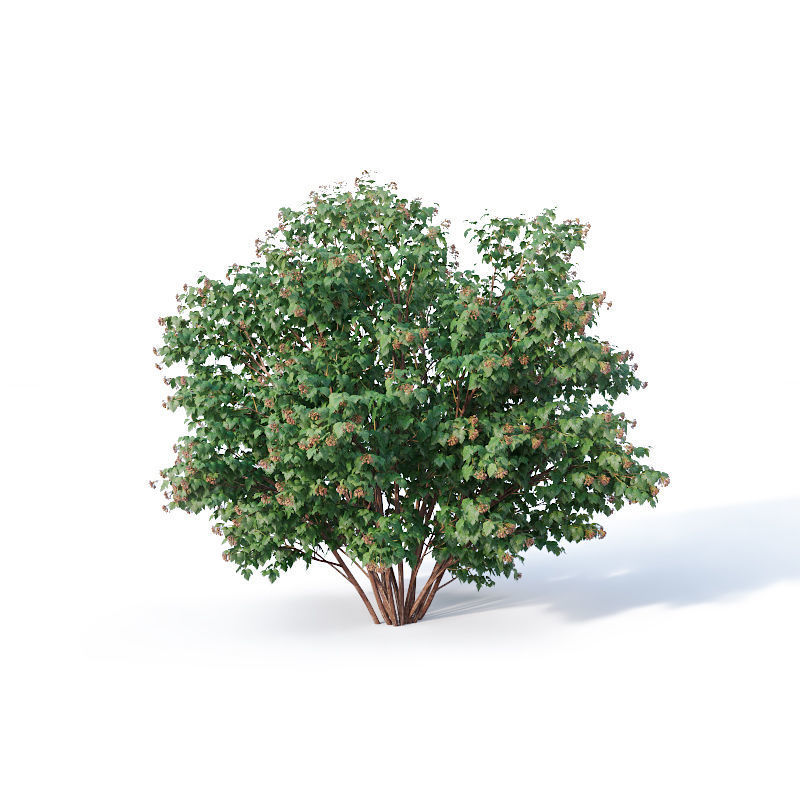 Physocarpus Opulifolius Nr1 Five sizes H80-260 cm 3D model_3